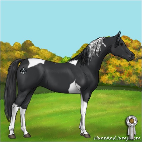 Horse Color:Black Tobiano 
