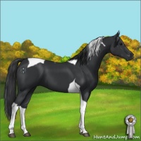 Horse Color:Black Tobiano 