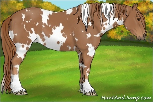 Horse Color:White Spotted Chestnut 