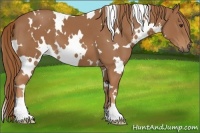 Horse Color:White Spotted Chestnut 