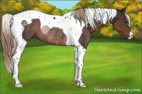 Horse Color:Liver Chestnut Tobiano Rabicano