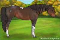 Horse Color:Liver Chestnut Tobiano 