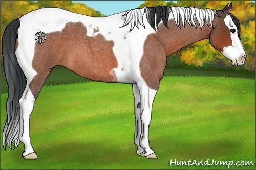 Horse Color:Bay Roan Splash Tobiano