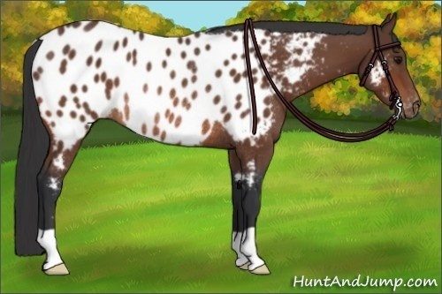 Horse Color:Bay Appaloosa Rabicano 
