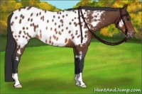 Horse Color:Bay Appaloosa Rabicano 