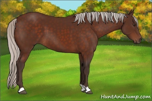 Horse Color:Silver Brown 