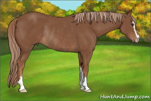 Horse Color:Chestnut Sabino Rabicano