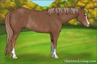 Horse Color:Chestnut Sabino Rabicano