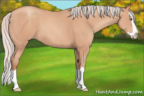 Horse Color:Silver Amber Champagne Splash