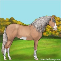 Horse Color:Silver Sable Champagne Splash Frame