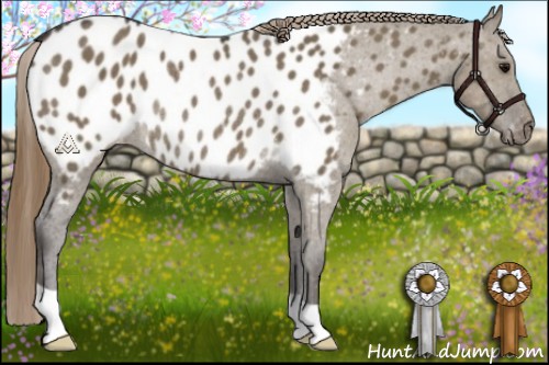 Horse Color:Smoky Grullo Appaloosa Rabicano