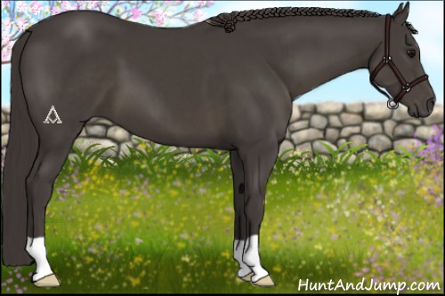 Horse Color:Smoky Black 