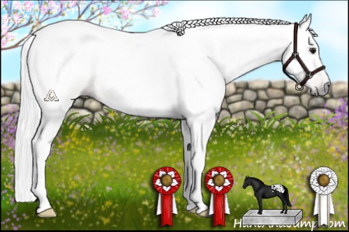 Horse Color:Gray Brown Dun Blanket Rabicano