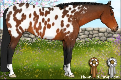 Horse Color:Gray Buckskin Appaloosa 