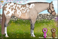 Horse Color:Bay Dun Appaloosa 