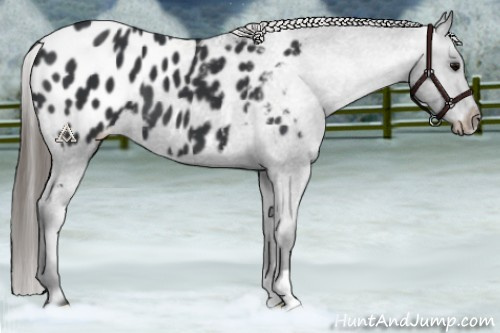 Horse Color:Black Appaloosa 