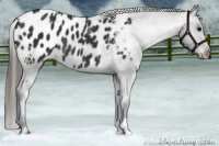 Horse Color:Black Appaloosa