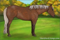 Horse Color:Silver Buckskin 