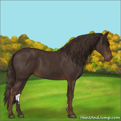 Horse Color:Liver Chestnut Rabicano 