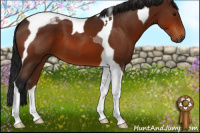 Horse Color:Gray Bay Tobiano