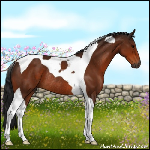 Horse Color:Gray Bay Tobiano Rabicano 