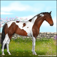 Horse Color:Gray Bay Tobiano Rabicano 