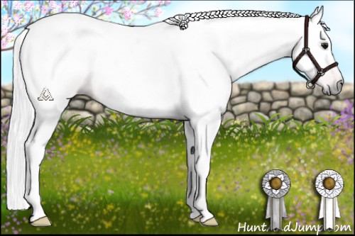 Horse Color:Gray Bay 