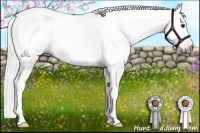 Horse Color:Gray Bay 