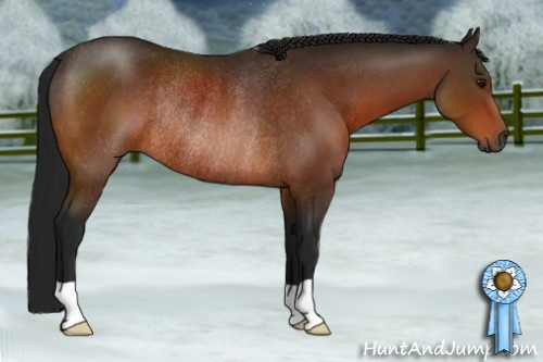 Horse Color:Gray Bay Rabicano
