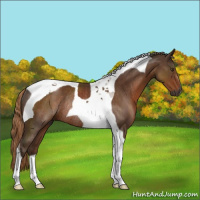 Horse Color:Gray Chestnut Tobiano Rabicano 