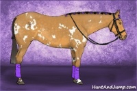 Horse Color:White Spotted Buckskin