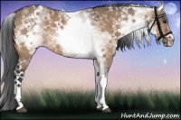 Horse Color:White Spotted Bay Dun