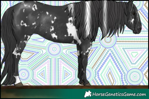 Horse Color:White Spotted Black Rabicano 