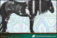Horse Color:White Spotted Black Rabicano 