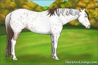 Horse Color:Amber Champagne Splash Tobiano Appaloosa 