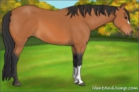Horse Color:Bay 