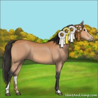 Horse Color:Bay Sabino