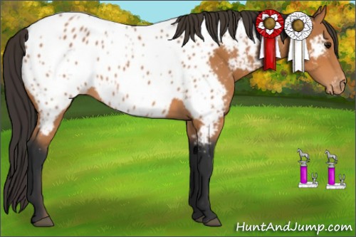 Horse Color:Bay Appaloosa 