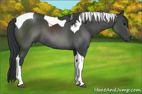 Horse Color:Black Sabino Tobiano Rabicano 