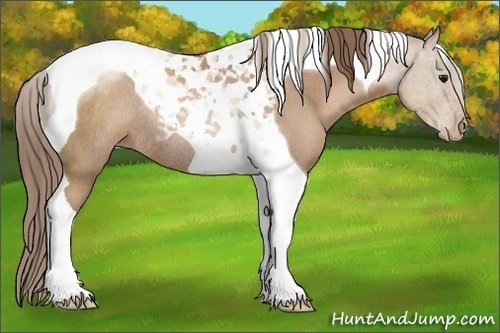 Horse Color:Black Pearl Tobiano Rabicano 