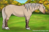 Horse Color:Silver Bay Dun 