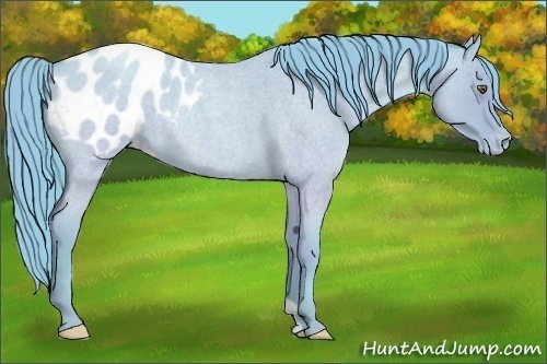 Horse Color:Watercolor Classic Champagne Roan Dun Appaloosa Rabicano 