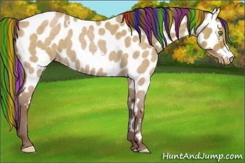 Horse Color:Painted Classic Champagne Roan Dun Appaloosa Rabicano