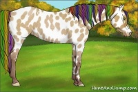 Horse Color:Painted Classic Champagne Roan Dun Appaloosa Rabicano 