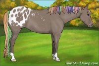 Horse Color:Painted Silver Grullo Appaloosa 