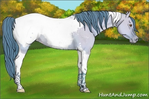 Horse Color:Watercolor Classic Champagne Dun Tobiano Appaloosa Rabicano 