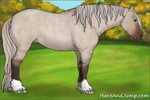 Horse Color:Silver Brown Roan Dun Rabicano 