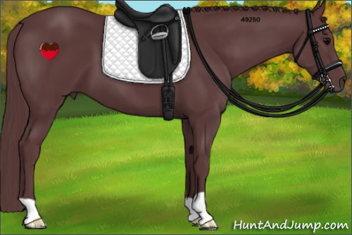 Horse Color:Chocolate Black 