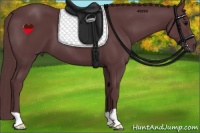 Horse Color:Chocolate Black 