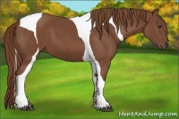 Horse Color:Chestnut Tobiano